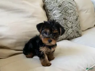 Yorkshire Terrier dogs Zara - Ad 4