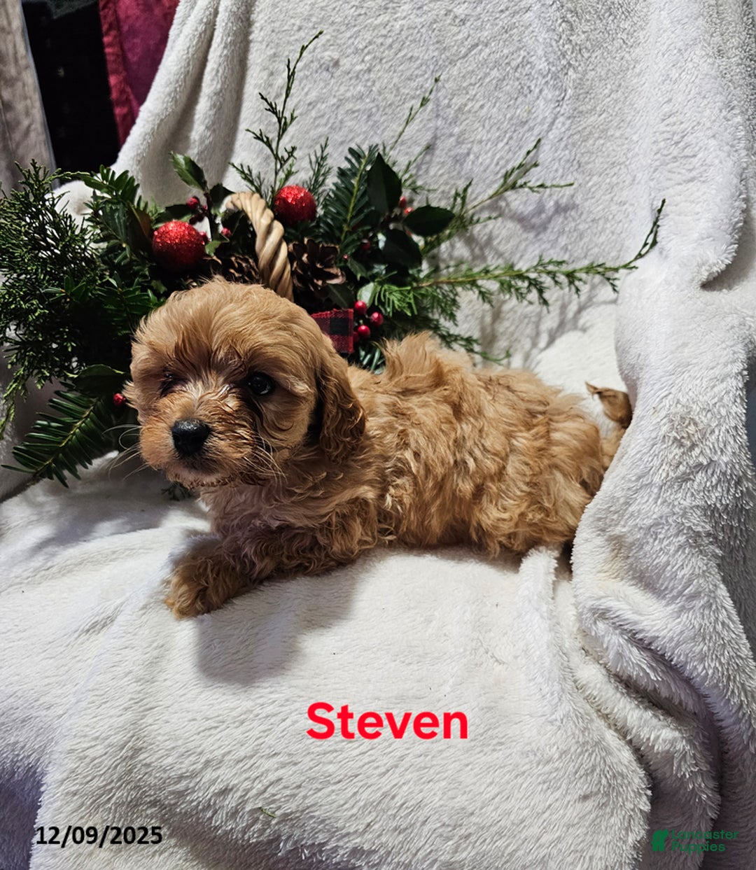 Havapoo dogs for sale: Steven - Ad 2