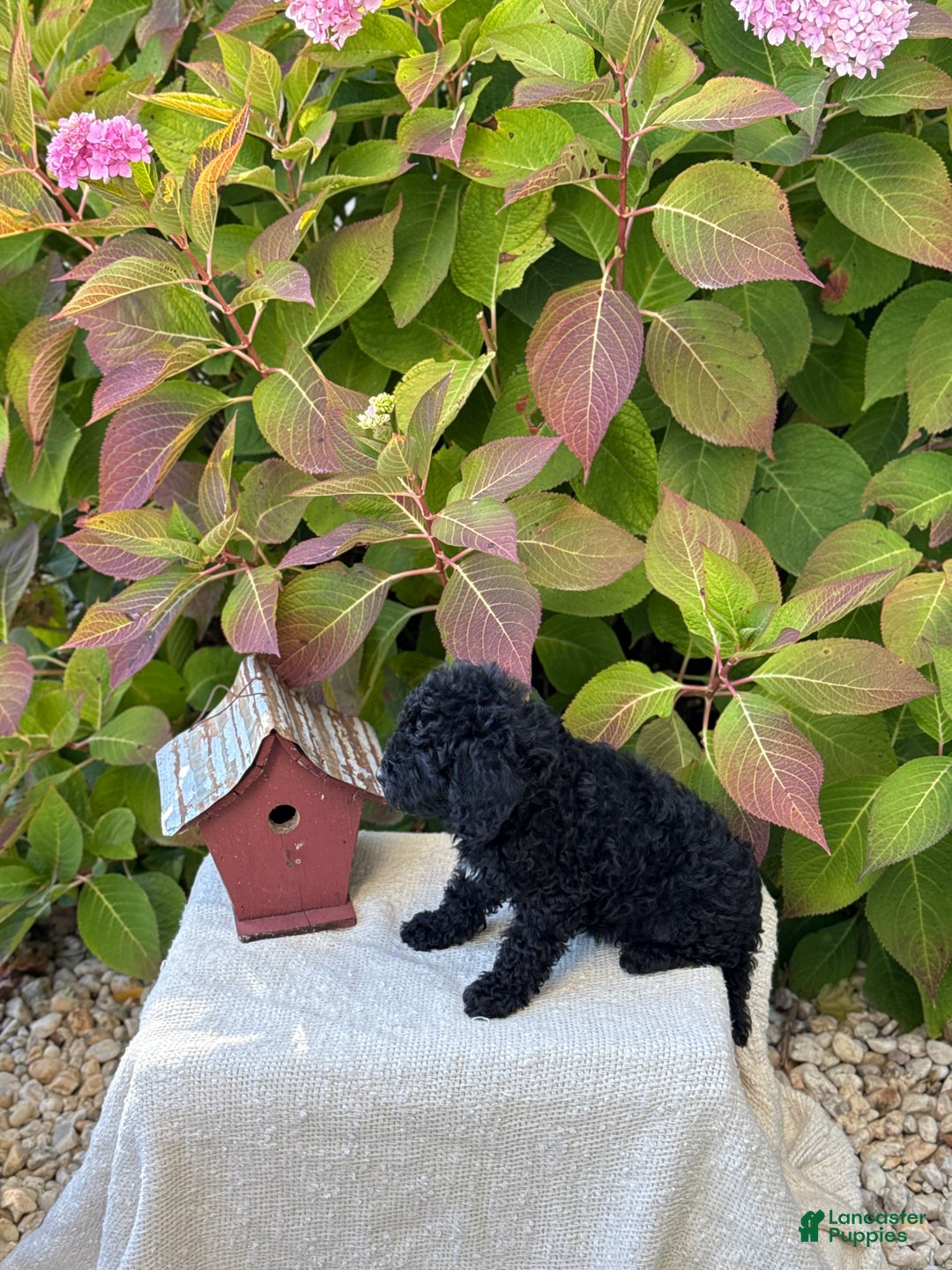 Mini Goldendoodle dogs for sale: Jinx - Ad 4