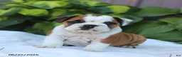 English Bulldog dogs for sale: Rob - Ad 1