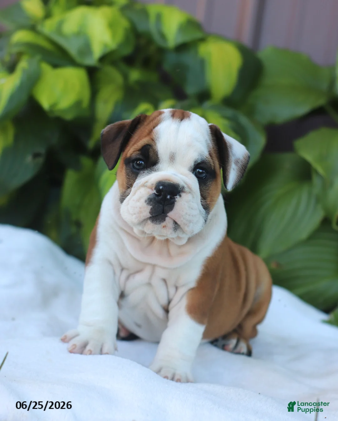 English Bulldog dogs for sale: Rob - Ad 1
