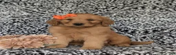 Golden Retriever dogs for sale: Sophie - Ad 2