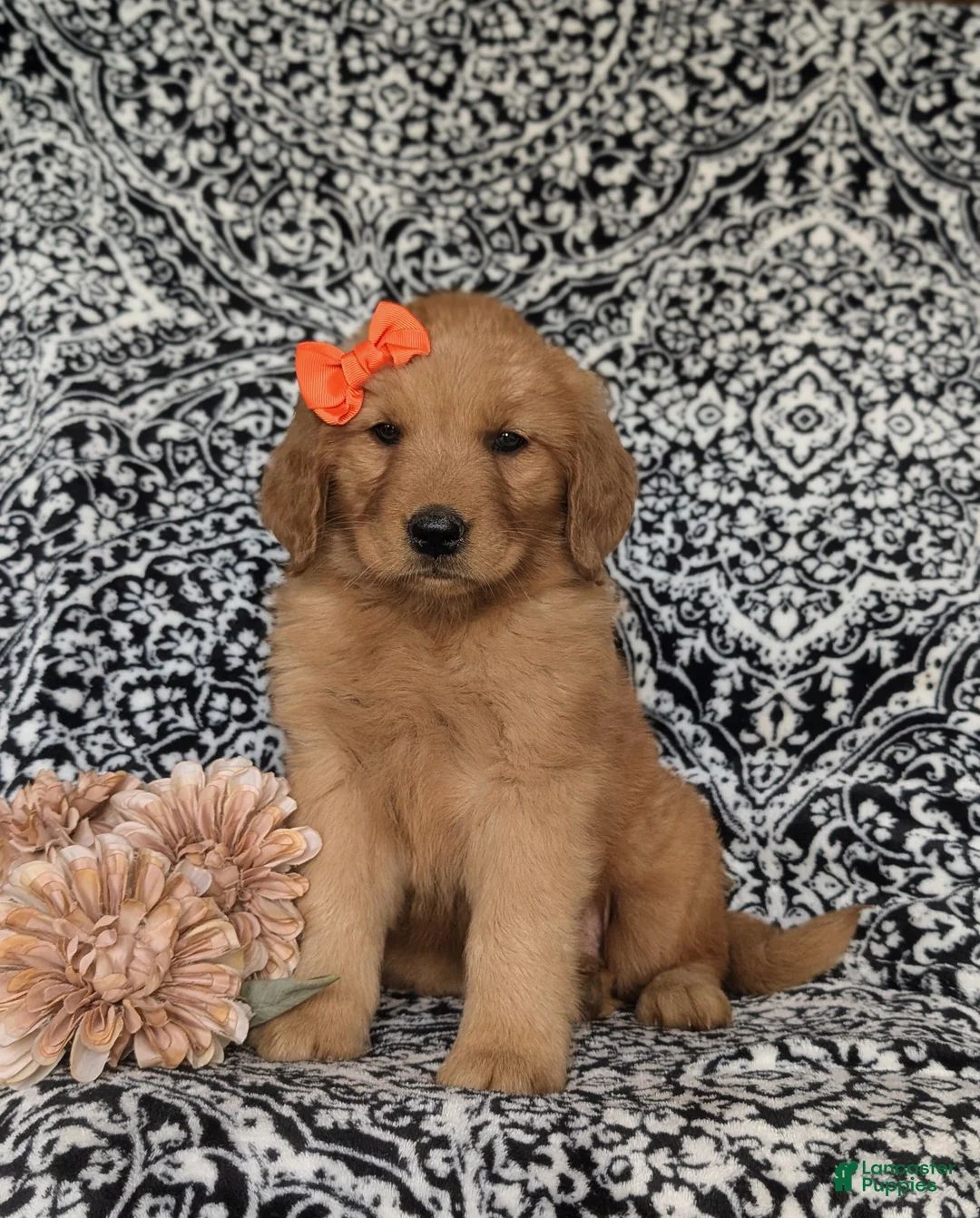 Golden Retriever dogs for sale: Sophie - Ad 2