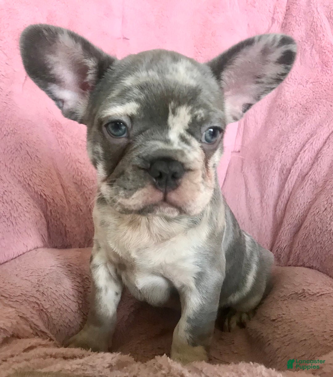 French Bulldog dogs for sale: Rolly  - Ad 3