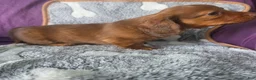 Miniature Dachshund dogs for sale: Max - Ad 3