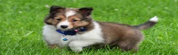 Shetland Sheepdog dogs for sale: Kevin - Ad 3