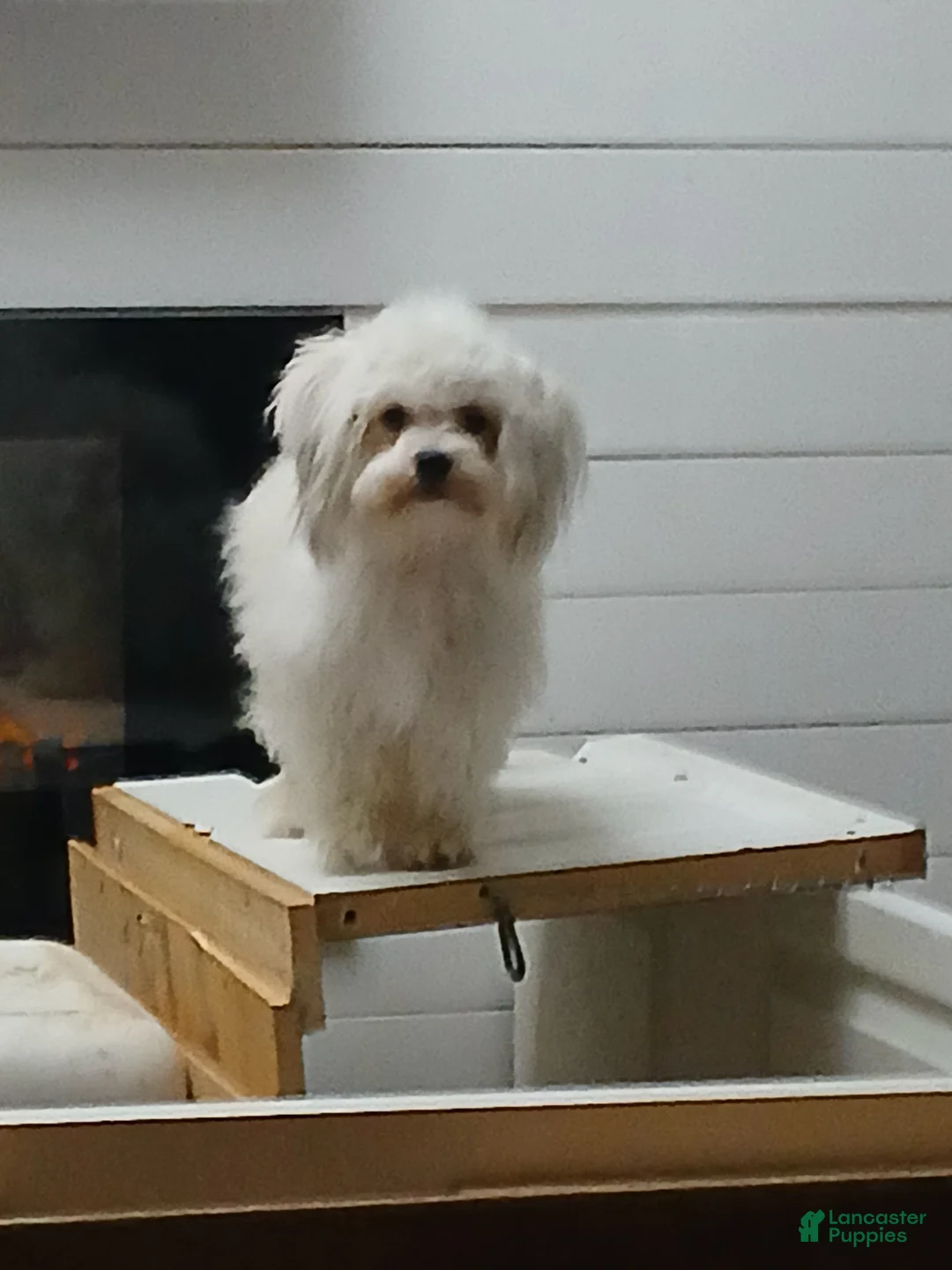 Havanese dogs for sale: Havanese Puppy 2 - Ad 3