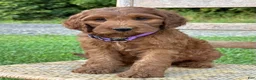 Irish Doodle dogs for sale: Molly - Ad 23