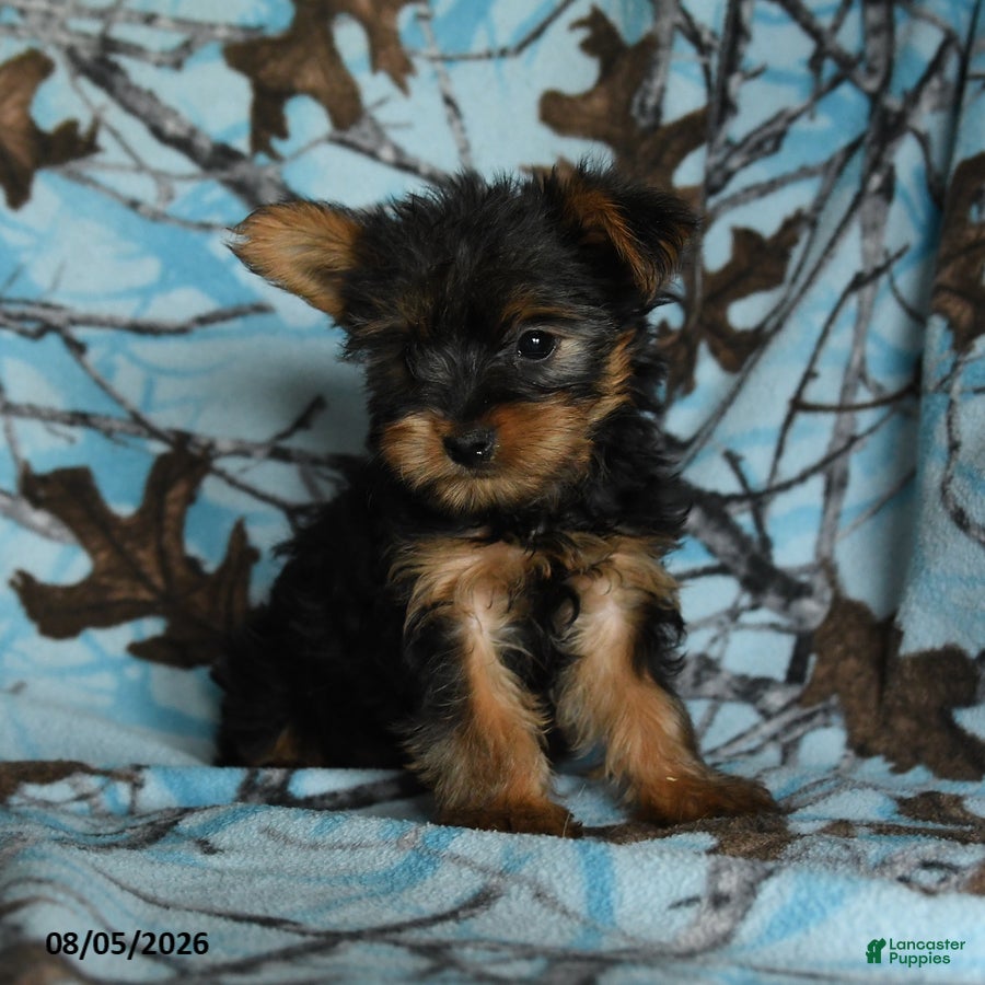 Yorkshire Terrier dogs Henry - Ad 1