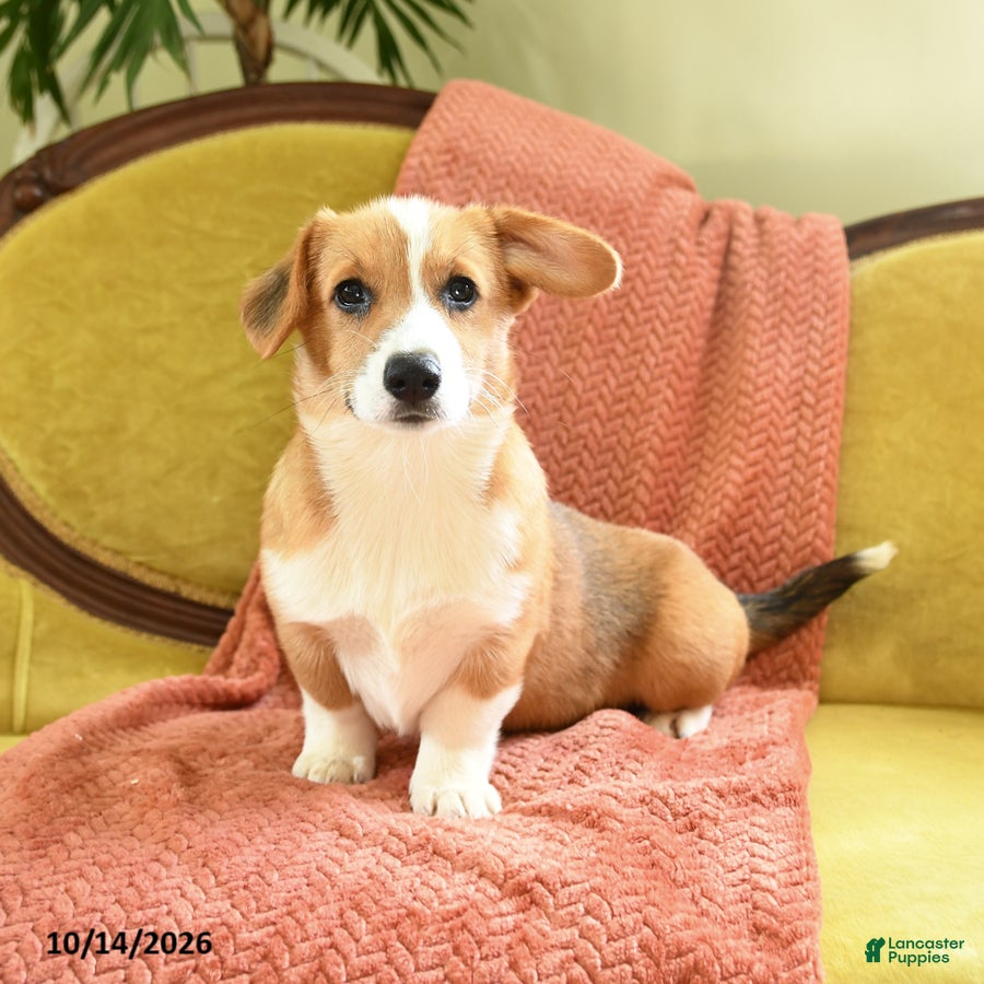 Welsh Corgi Pembroke dogs Callie - Ad 1
