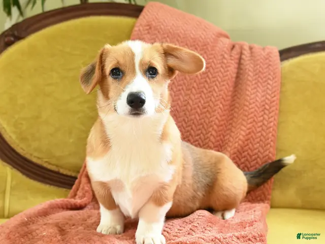 Welsh Corgi Pembroke dogs for sale: Callie - Ad 1