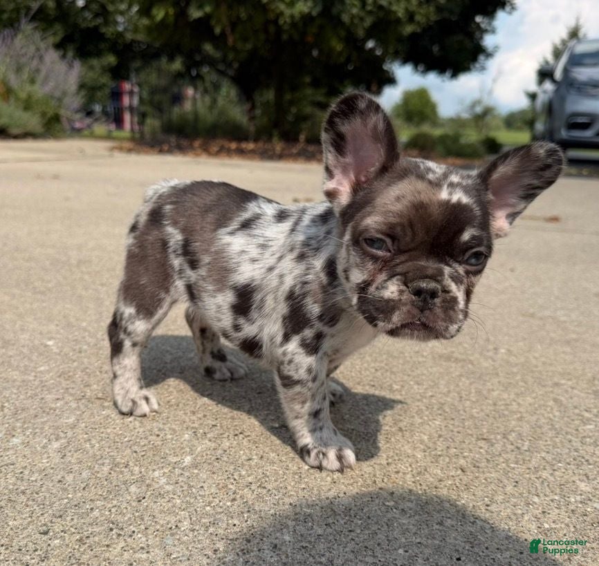 French Bulldog dogs Large Female Isabella Merle Puppy - Ad 1