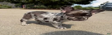 Large Female Isabella Merle Puppy