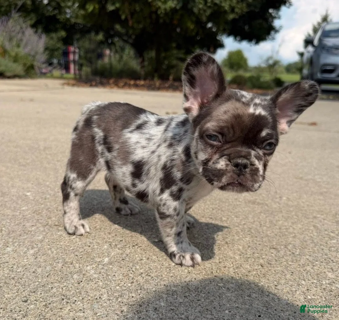 French Bulldog dogs for sale: Large Female Isabella Merle Puppy - Ad 1