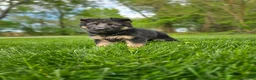 German Shepherd dogs for sale: Hunter  - Ad 2
