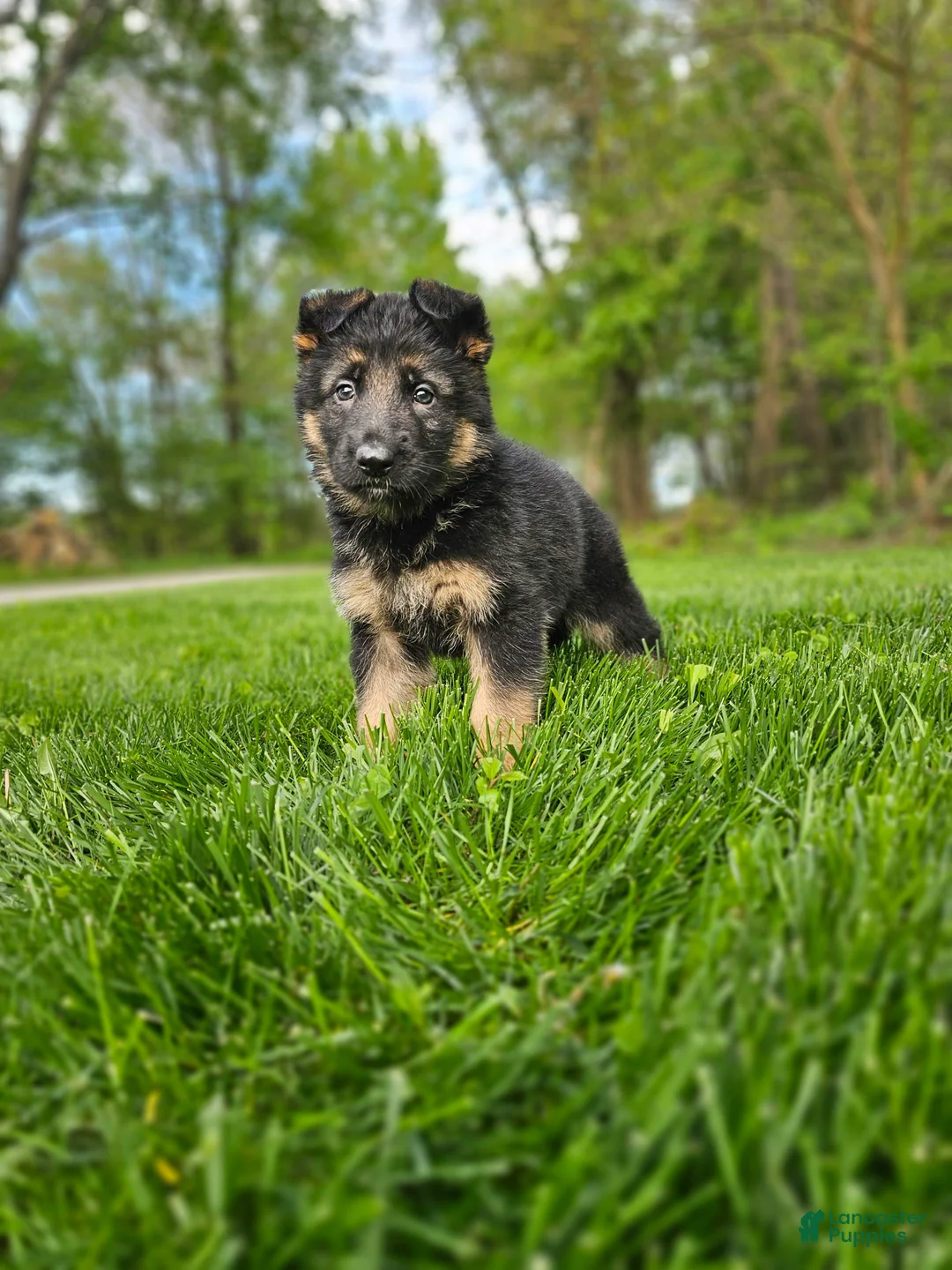 German Shepherd dogs for sale: Hunter  - Ad 2