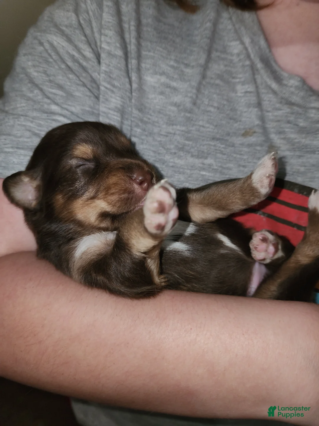 Australian Shepherd dogs for sale: Australian Shepherd 8 - Ad 1