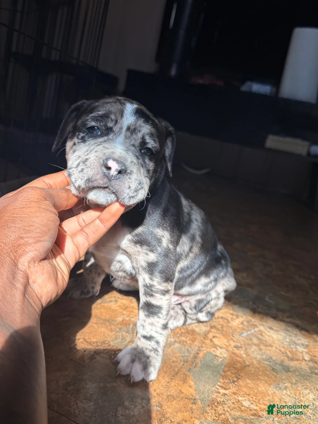 Mixed Breed dogs for sale: Mina - Ad 2