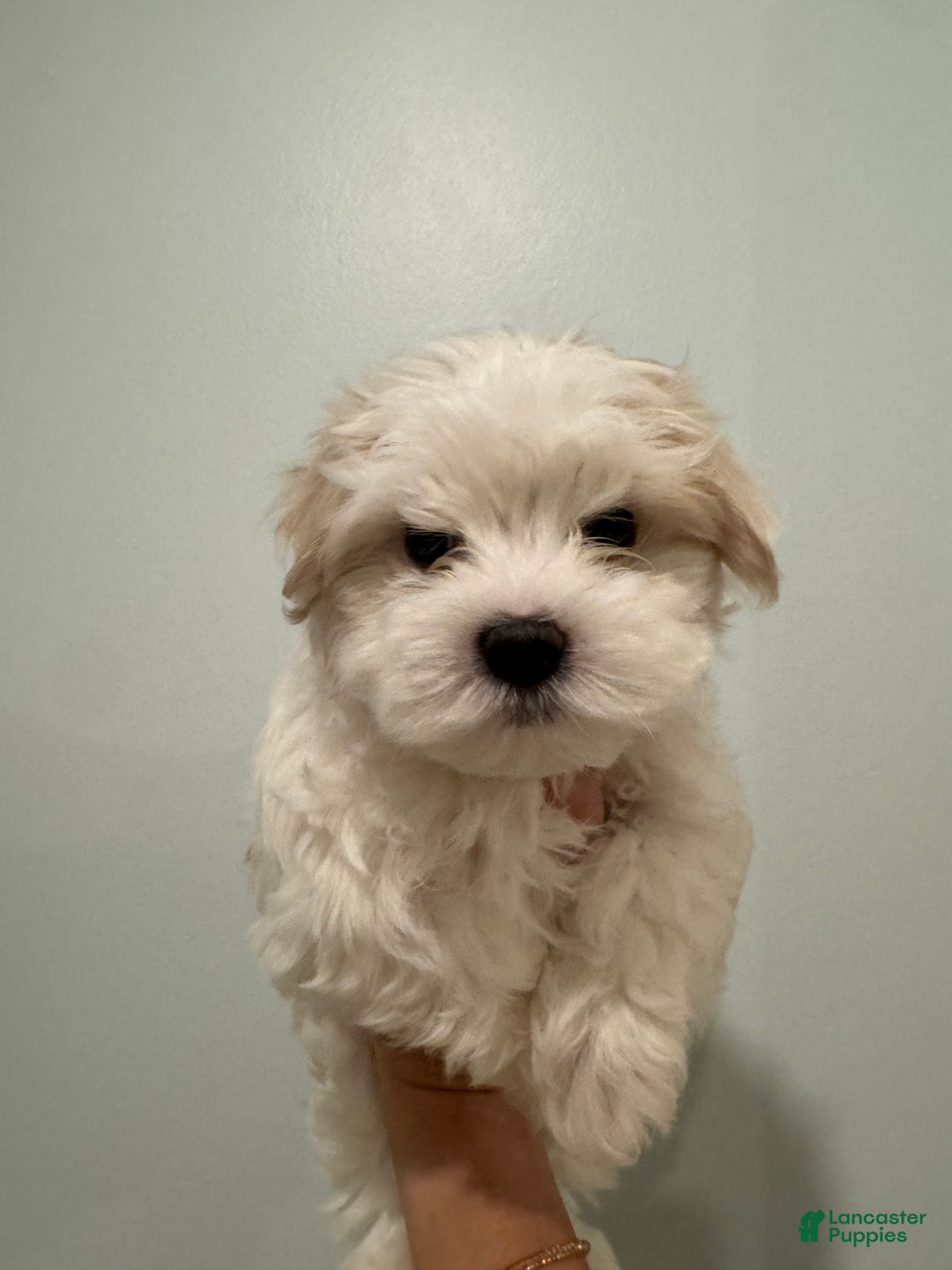 Maltese dogs for sale: Winter - Ad 3