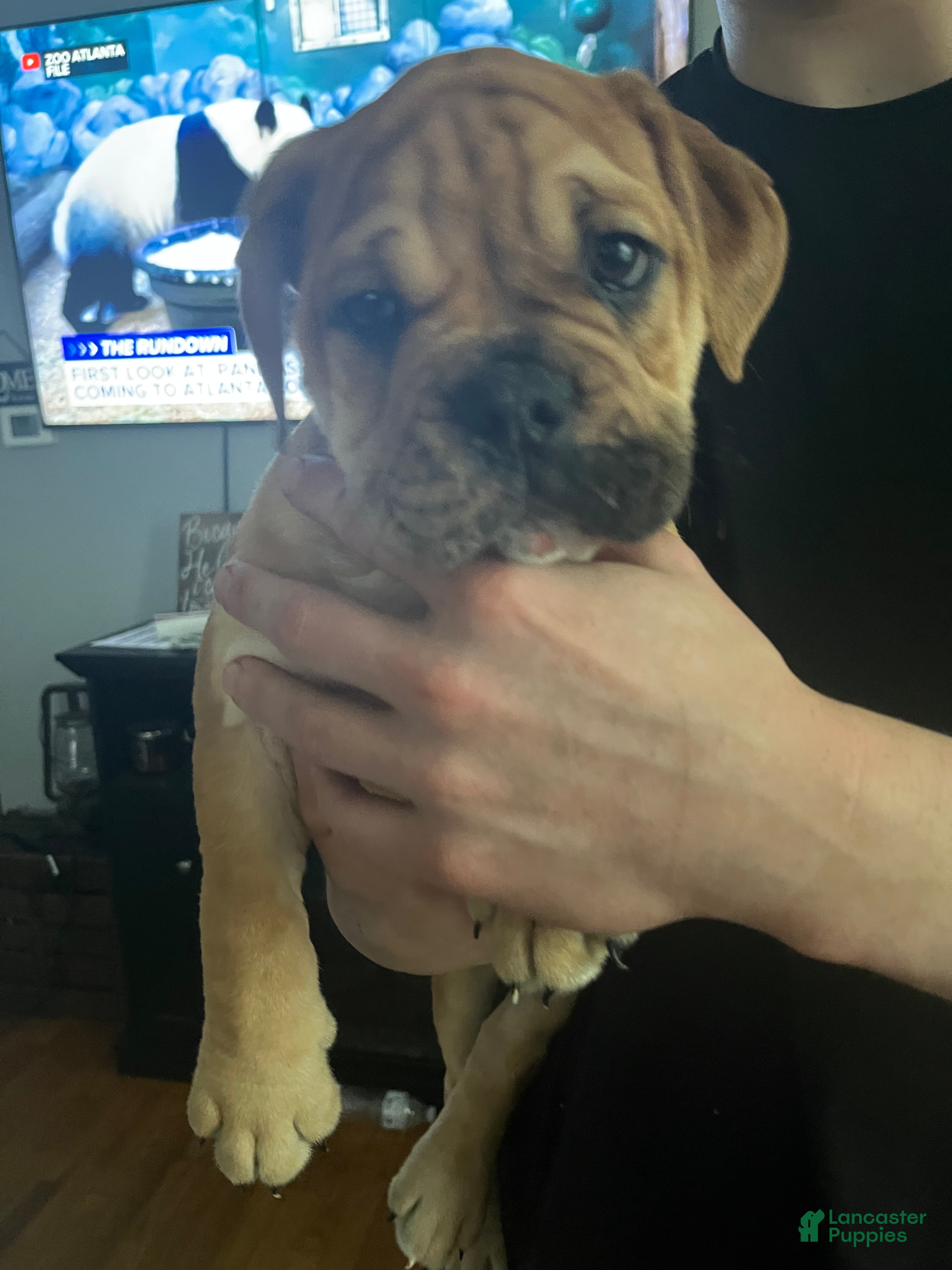 Mixed Breed dogs Bear  - Ad 5