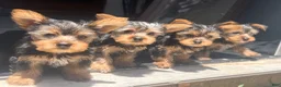 Yorkshire Terrier dogs for sale: Female - Ad 1