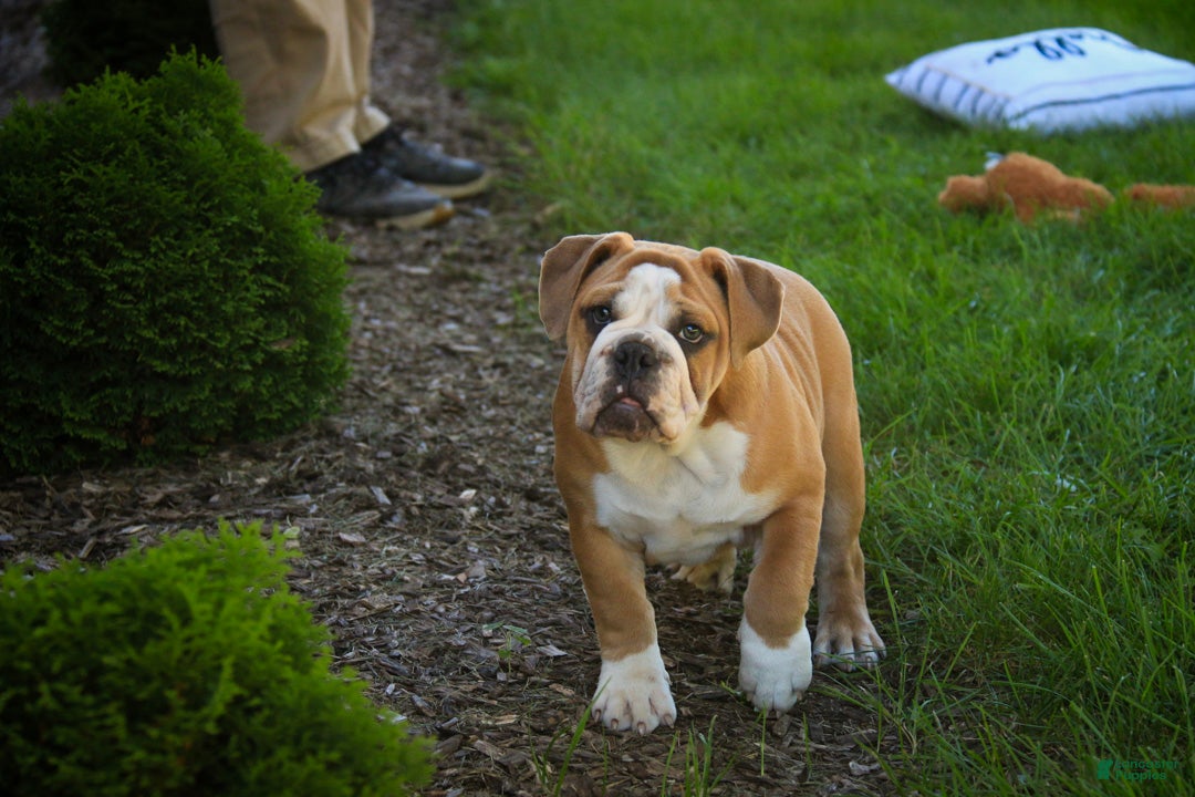 English Bulldog dogs Dream English Bulldog leash trained and crate training in progress - Ad 2