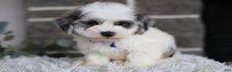Maltipoo dogs for sale: Chubbs - Ad 10