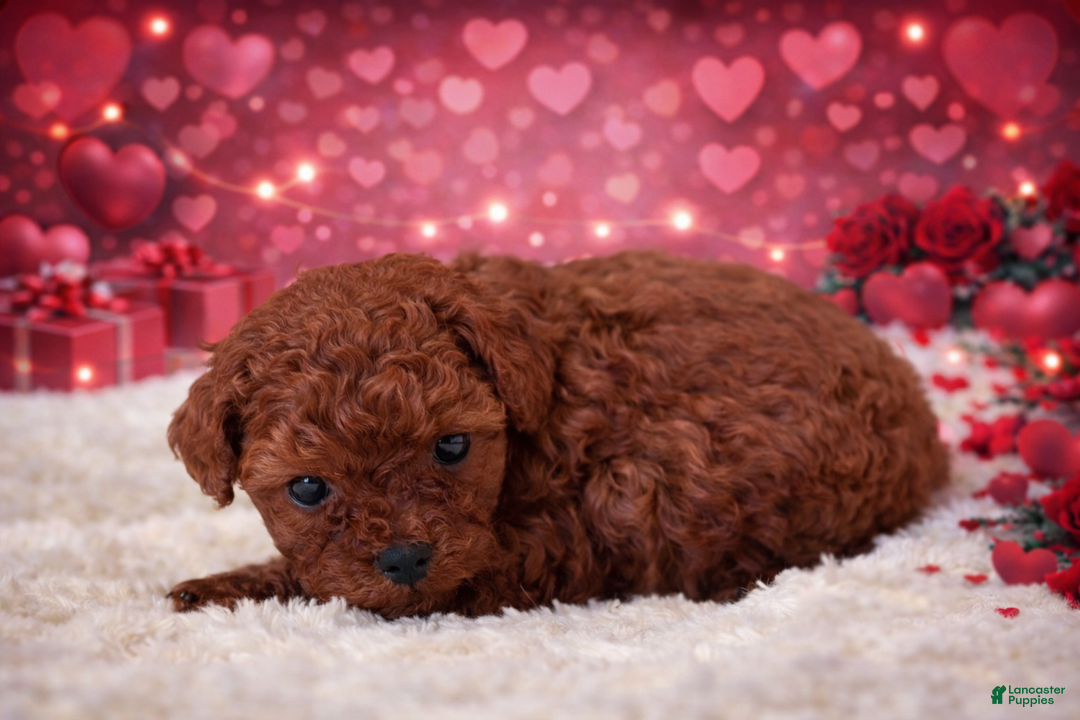 Miniature Poodle dogs for sale: Rose - Ad 2