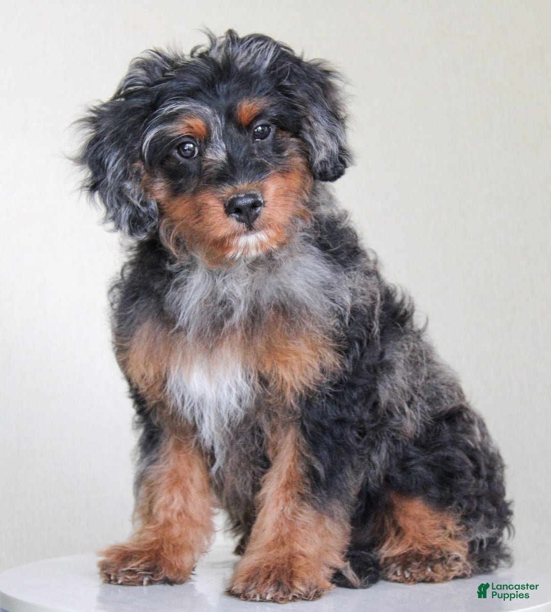 Cavapoo dogs for sale: Truffles - Ad 6