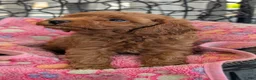 Toy Poodle dogs for sale: Vince - Ad 4