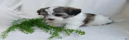 Teddy Bear dogs for sale: Dylan - Ad 3