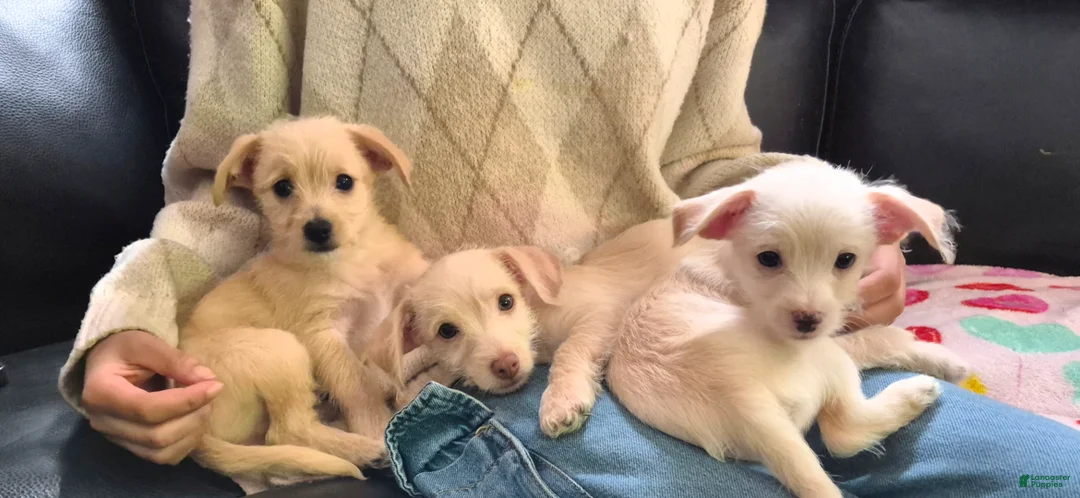 Chipoo dogs for sale:  Puppy 1 - Ad 1