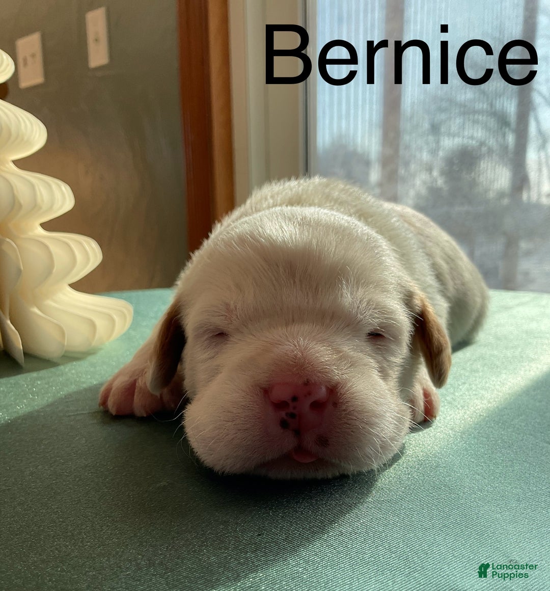 Mixed Breed dogs for sale:  Bernice - Ad 3