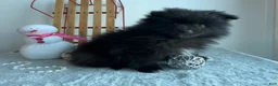 Pomeranian dogs for sale: Blackie - Ad 1