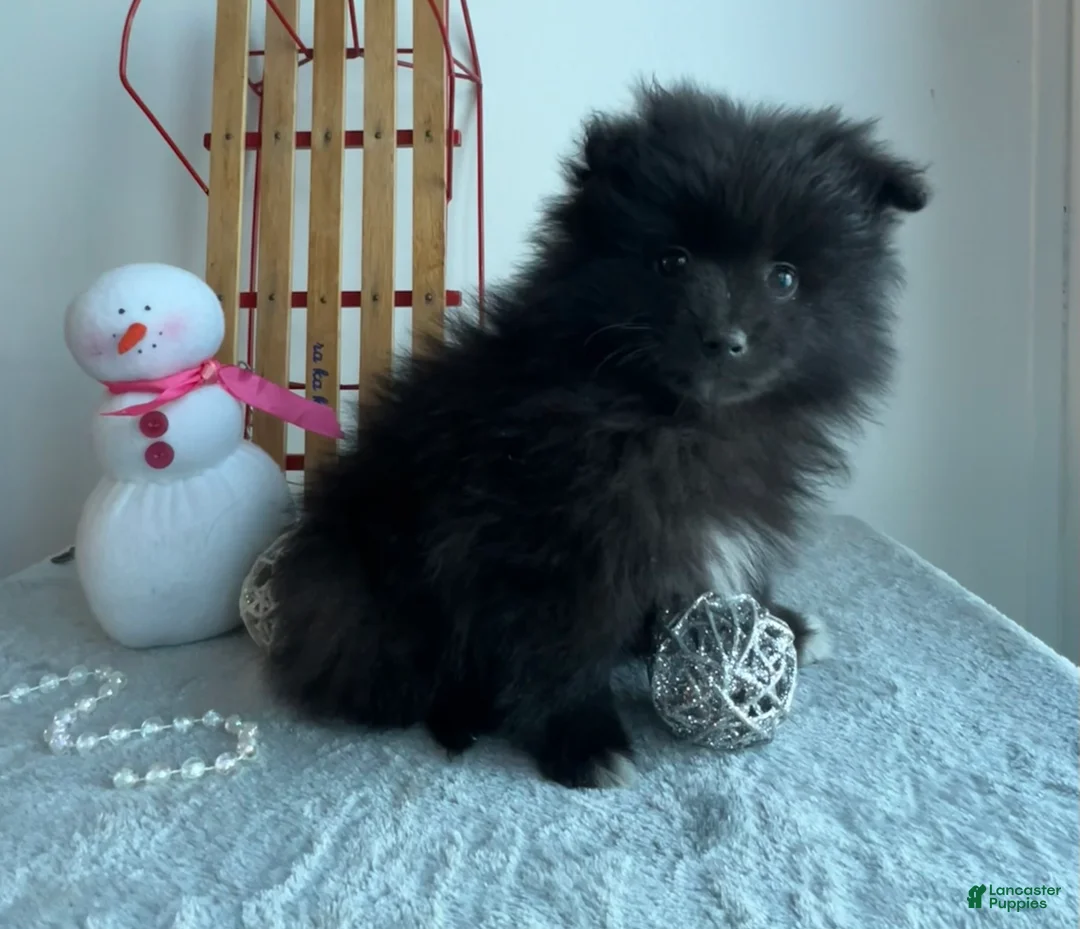 Pomeranian dogs for sale: Blackie - Ad 1