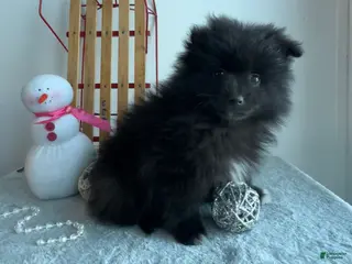 Pomeranian dogs Blackie - Ad 16