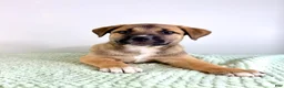 Mixed Breed dogs for sale: Mack - Ad 6