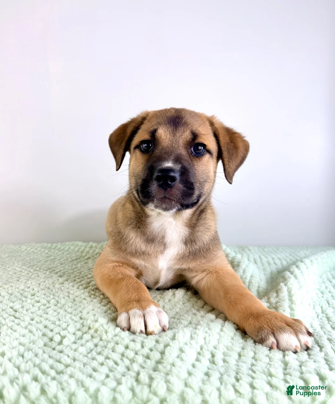 Mixed Breed dogs for sale: Mack - Ad 6