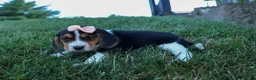 Beagle dogs for sale: Cleo 🌸 - Ad 4