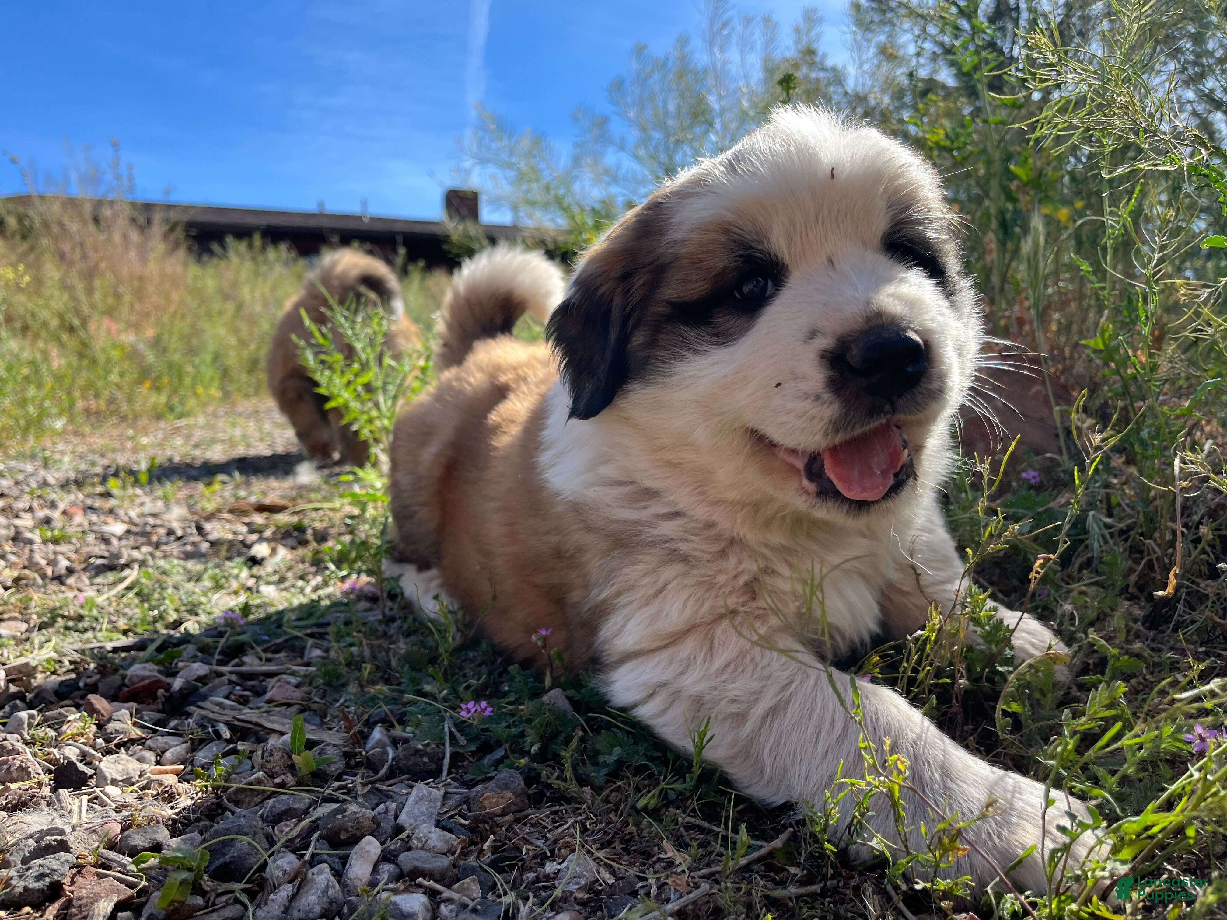 Mixed Breed dogs Francis - Ad 1