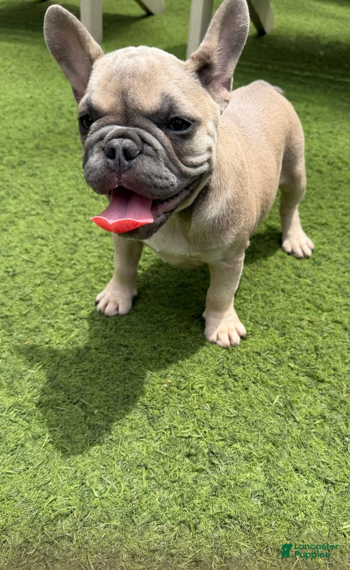 French Bulldog dogs Lilly - Ad 2