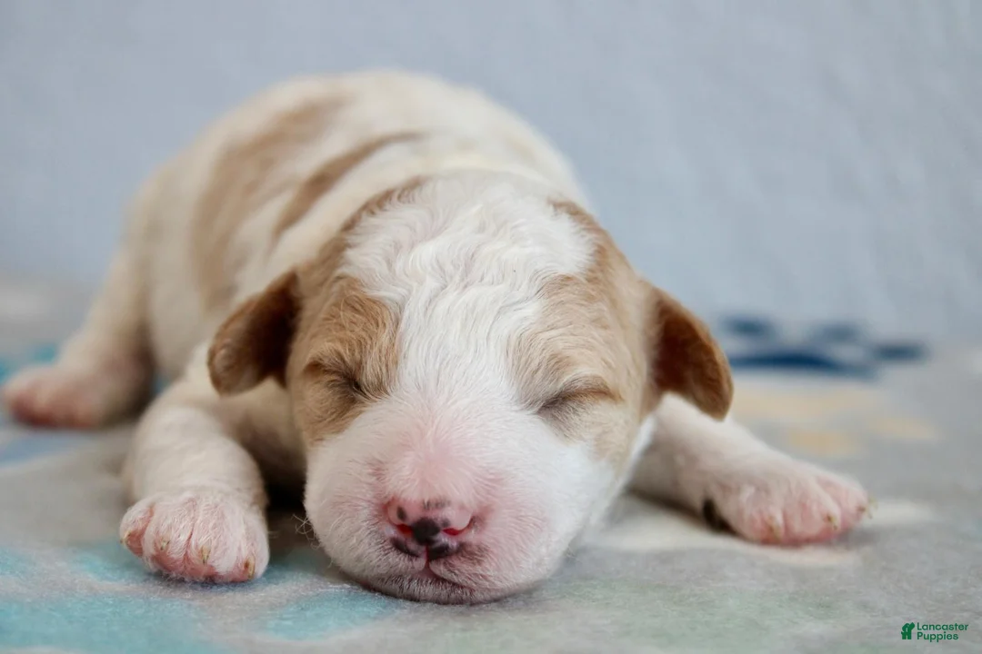 Mini Goldendoodle dogs for sale: Axle - Ad 1