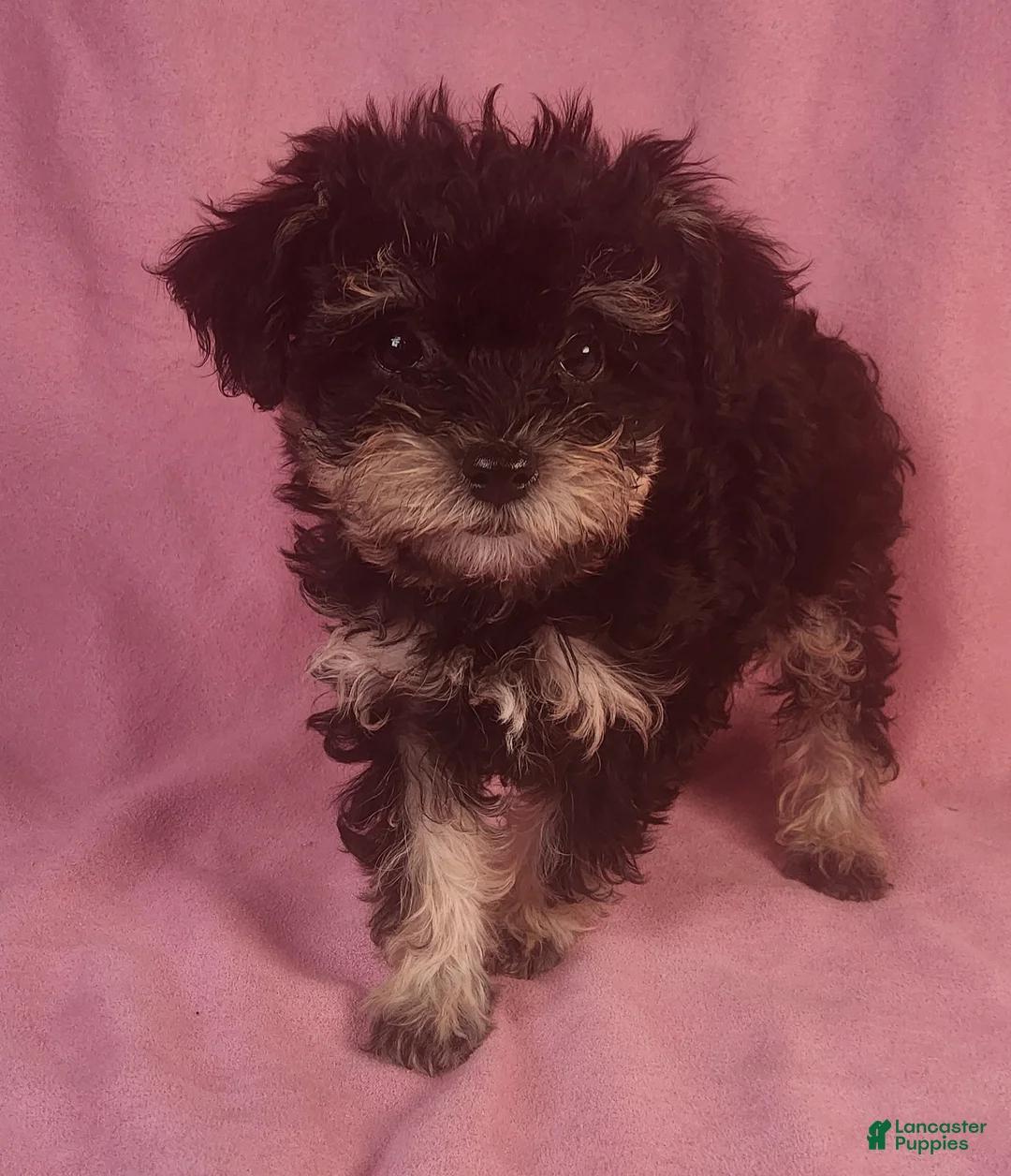 Yorkiepoo dogs for sale: LaDazzle Nina~ - Ad 2