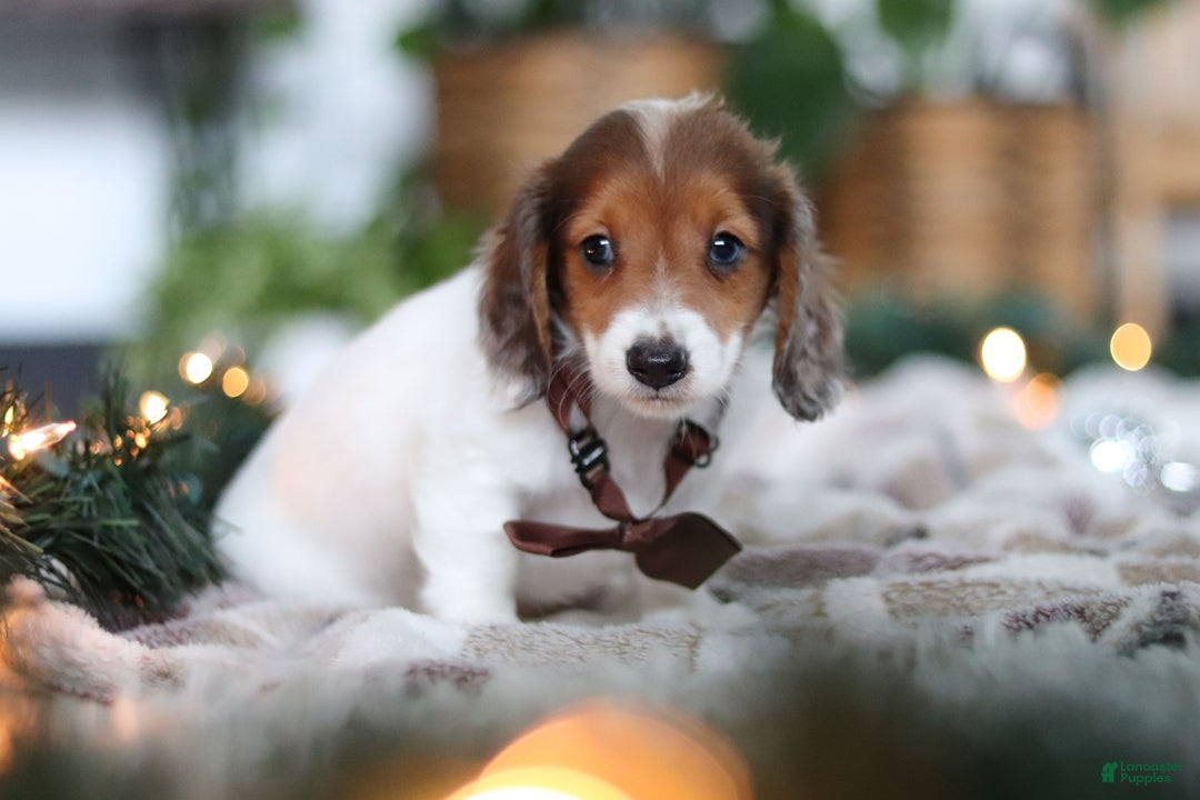 Miniature Dachshund dogs for sale: Theo - Ad 9