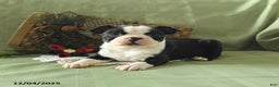 Boston Terrier dogs for sale: Oscar - Ad 8