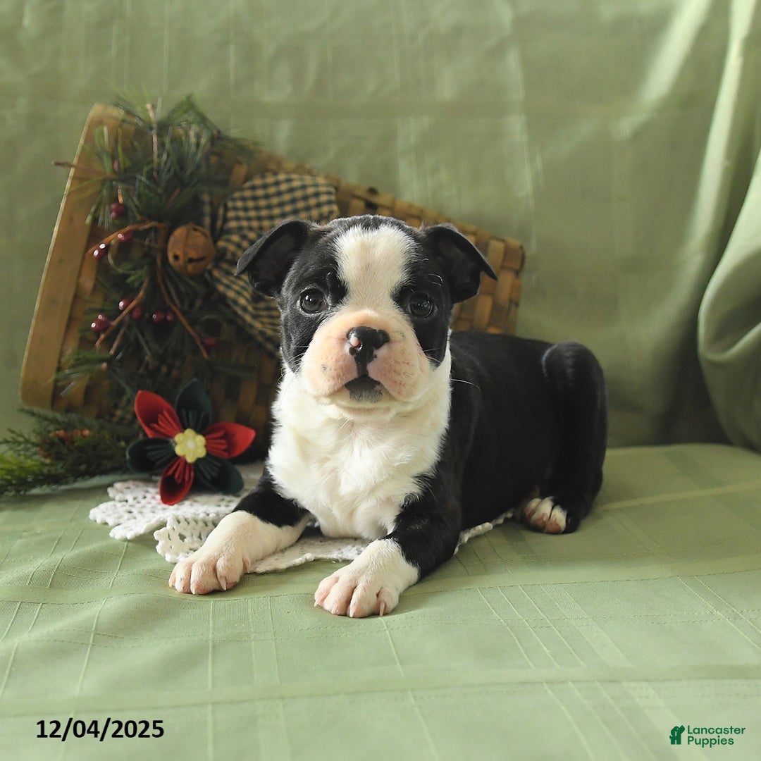 Boston Terrier dogs for sale: Oscar - Ad 8