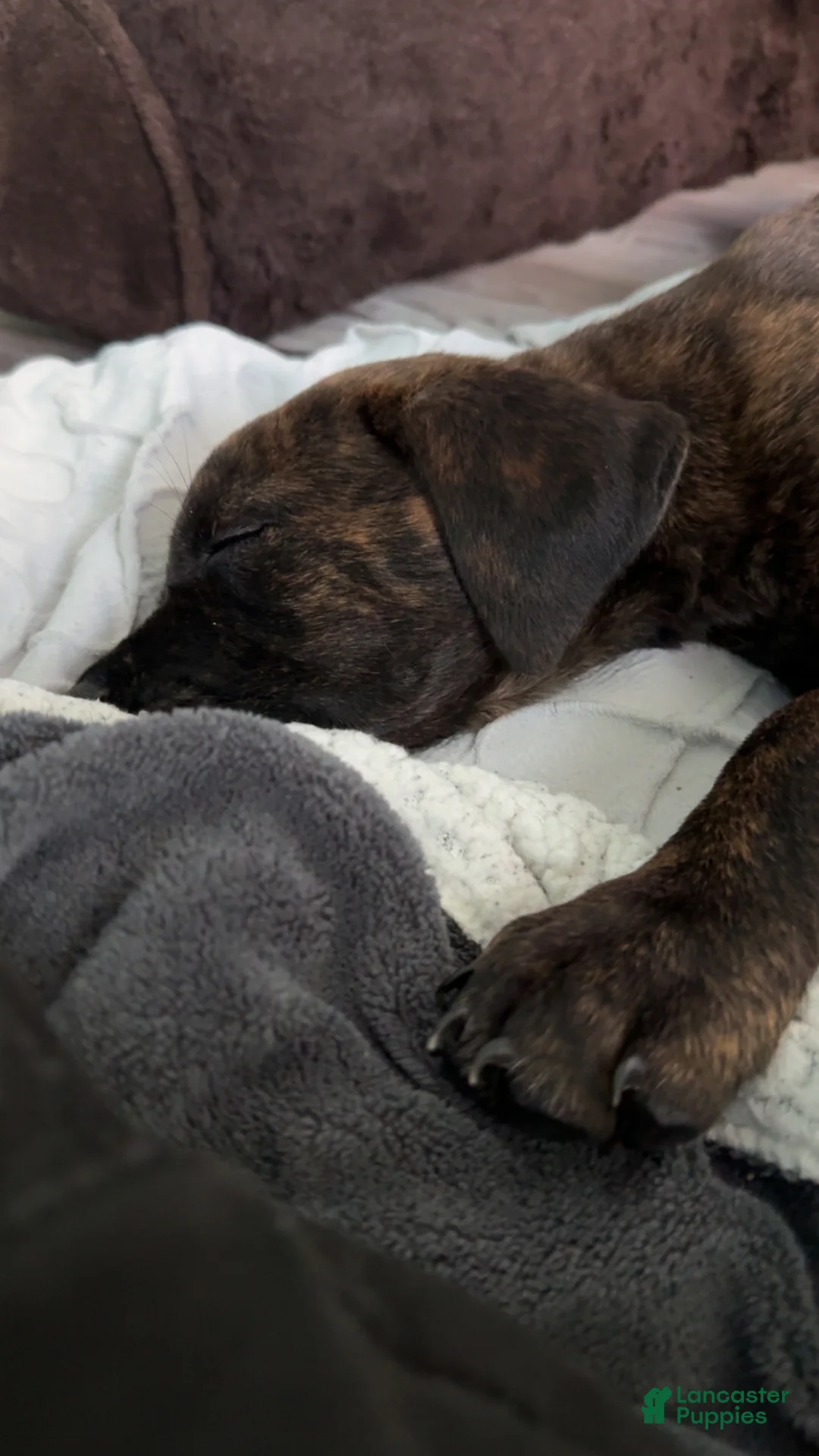 Mixed Breed dogs for sale: Mixed Breed Puppy 1 - Ad 8