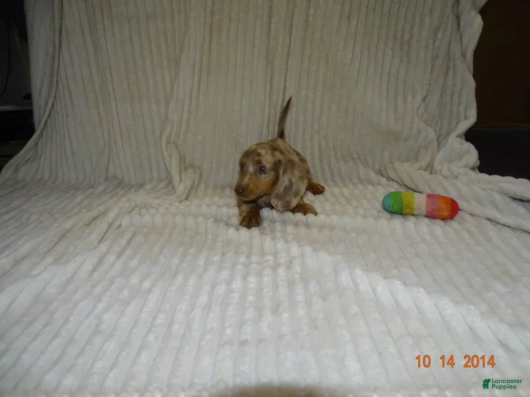 Miniature Dachshund dogs for sale: Max - Ad 1