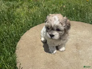 Teddy Bear dogs Teddy Bear brown - Ad 28
