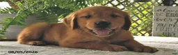 Golden Retriever dogs for sale: Bodie - Ad 2